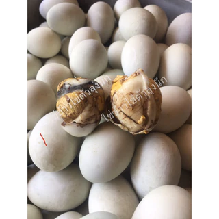 ไข่ลูกเป็ดเวียดนามแท้ 100%‼️🔥ราคา 89 บาท🔥