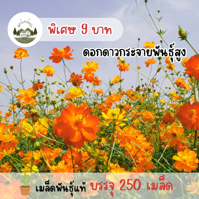 ดาวกระจายพันธุ์สูง250เมล็ด