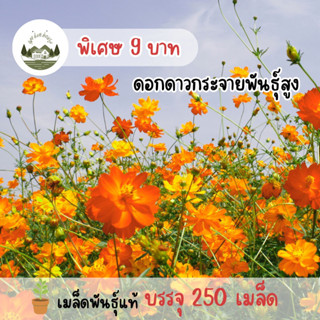 ดาวกระจายพันธุ์สูง250เมล็ด