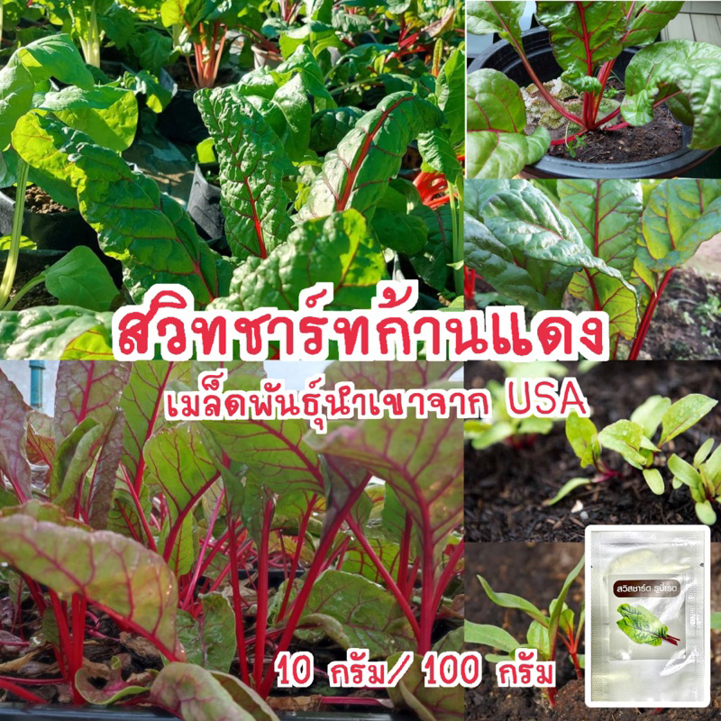 สวิสชาร์ดแดงรูบี้ ( SWISS CHARD) สวิสชาร์ดก้านแดง  เมล็ดนำเข้าจาก USD  ของแท้ มีขนาด 10 กรัม/ 100กรั
