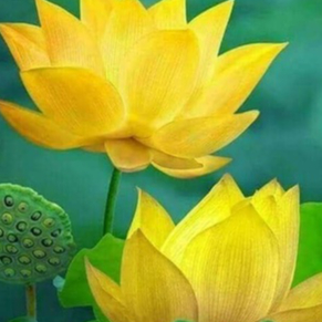 5 เมล็ด บัว ดอกสีเหลือง ดอกใหญ่ สายพันธุ์บัว ดอกบัว Lotus seeds