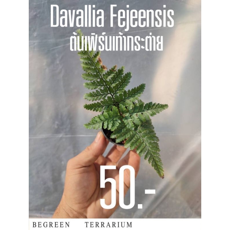 ต้นเฟิร์นเท้ากระต่าย Davallia Fejeensis