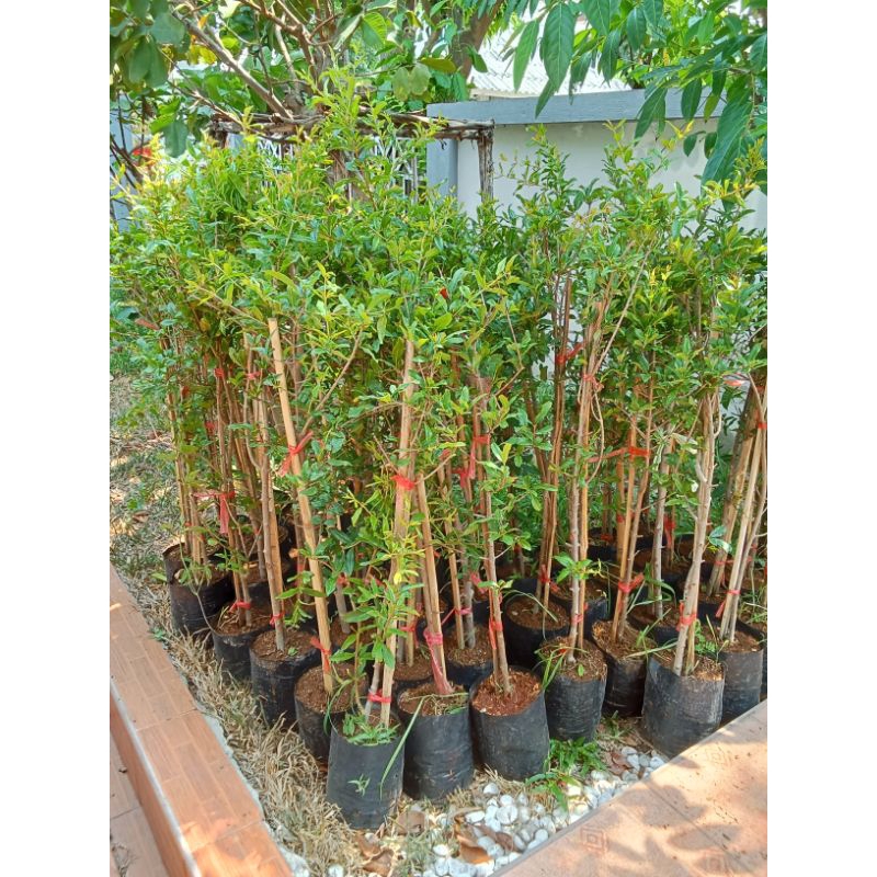 ต้นทับทิมแดงมารวย กิ่งตอน สูง 80 - 90 ซม. พร้อมปลูก