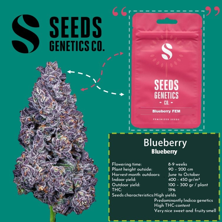 เมล็ด Blueberry - Seeds Genetics
