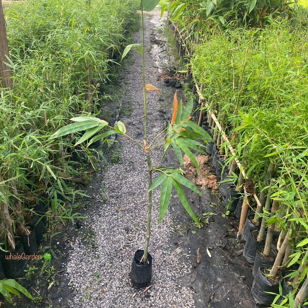 ไผ่ ต้นไผ่ ไผ่ยักษ์ พันธุ์ไผ่ยักษ์น่าน Dendrocalamus Giganteus (รับประกัน ส่งใหม่ฟรี หากสินค้าเเสียหาย!!)