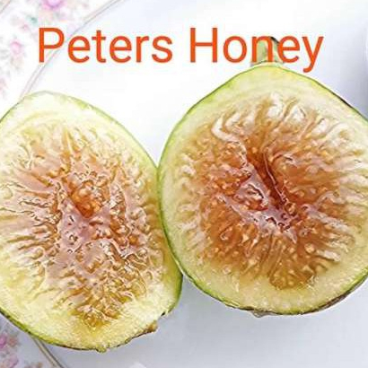 Fig ต้นมะเดื่อฝรั่ง พันธุ์ Peter's Honey (ปีเตอร์ฮันนี่)  จัดส่งพร้อมกระถาง 6 นิ้ว ลำต้นสูง 50ซม