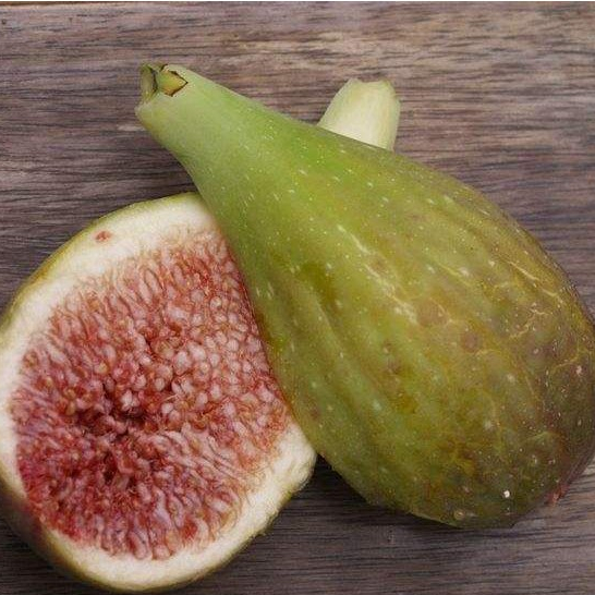 1 ต้น Figs ต้นมะเดื่อฝรั่ง พันธุ์ Longue d' Aout กระถาง 6 นิ้ว ลำต้นสูง 30-40 ซม