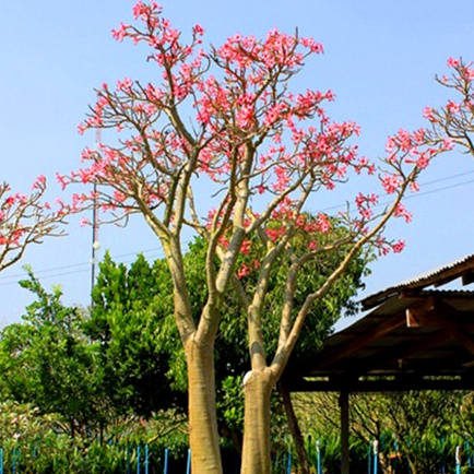 เมล็ด ชวนชม สายพันธุ์ยักษ์ญี่ปุ่น ชวนชม ยักษ์ญี่ปุ่นดั้งเดิม 10 เมล็ด