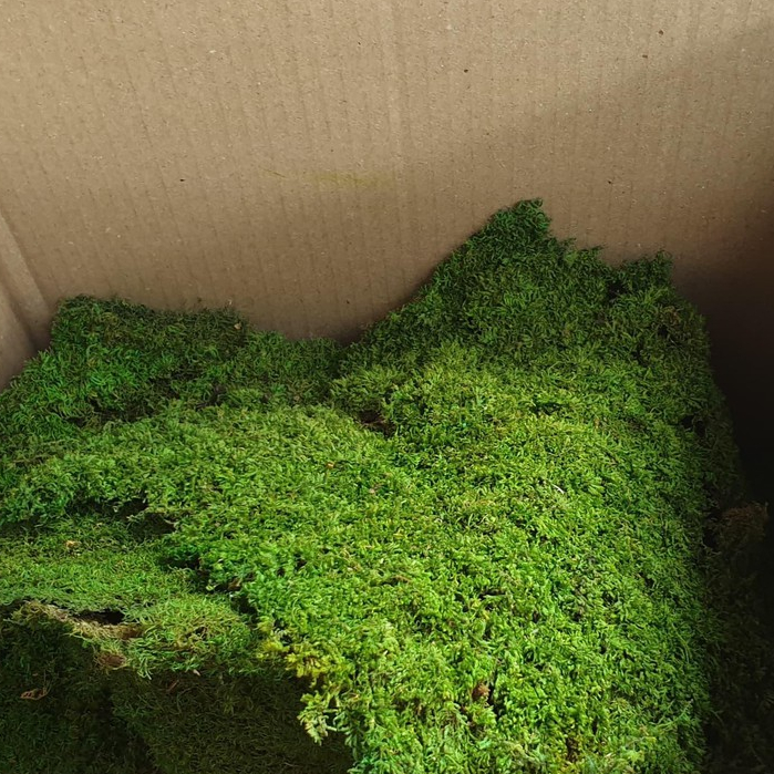 MOSS มอส พืชจิ๋ว เบาะสัตว์เลื้อยคลาน Terrarium Bonsai Decor ป่าธรรมชาติ พรม No010