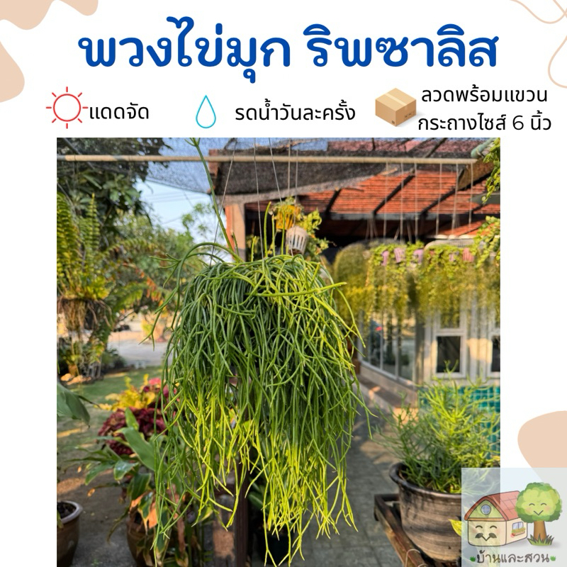 ต้นพวงไข่มุก ริพซาลิส มีลวดพร้อมแขวน กระถางต้นไม้ขนาด 6 นิ้ว ทนแดด ☀️