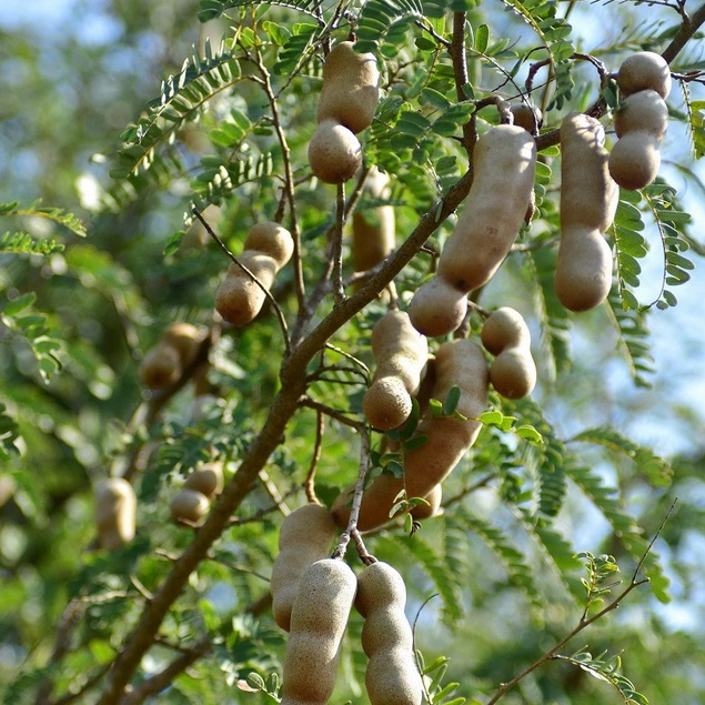 ต้นมะขาม มะขามหวาน ( Tamarind ) พันธุ์ สีทอง ทาบกิ่ง แท้100% พร้อมส่ง ปลูกได้เลย ต้นแข็งแรง ไม้ผล สร้างรายได้