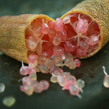 ต้นมะนาวนิ้วมือ มะนาวคาเวียร์ Finger lime พันธุ์ PINK PEARL ลำต้นสูง 30 ซม