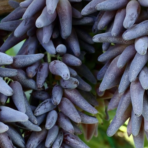 ต้นองุ่น พันธุ์ องุ่นนิ้วแม่มด (Witch Finger Grape) องุ่นนิ้วแม่มด หรือ องุ่นมนต์ดำ Sweet Sapphire นำเข้าจาก Australia