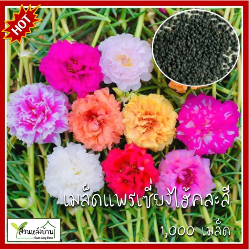 1,000 เมล็ด แพรเซี่ยงไฮ้ คุณนายตื่นสาย คละสี เมล็ดคุณนายตื่นสาย คุณนายตื่นสาย เมล็ดแพรเซี่ยงไฮ้