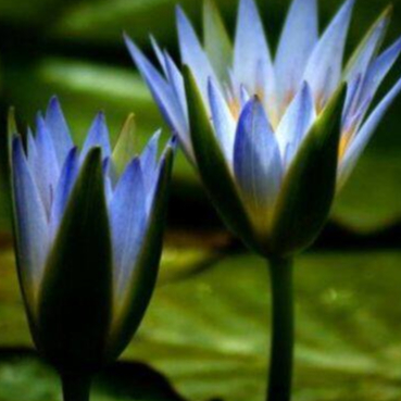 เมล็ดบัว พันธุ์อ่าง สีฟ้า (Blue lotus) 5 เมล็ด