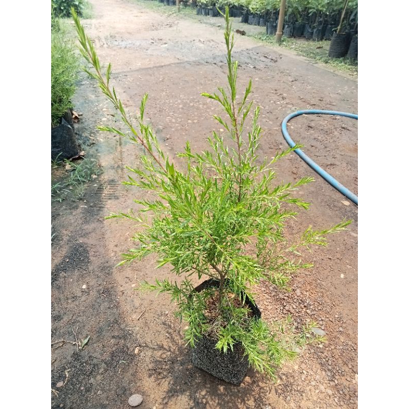 ต้นหลิวฉัตรทอง/ต้นหลิวทอง ไม้มงคล ใบสวย เสริมความมั่งคั่งร่ำรวย สูง 30-60 ซม. - รูปที่ 5