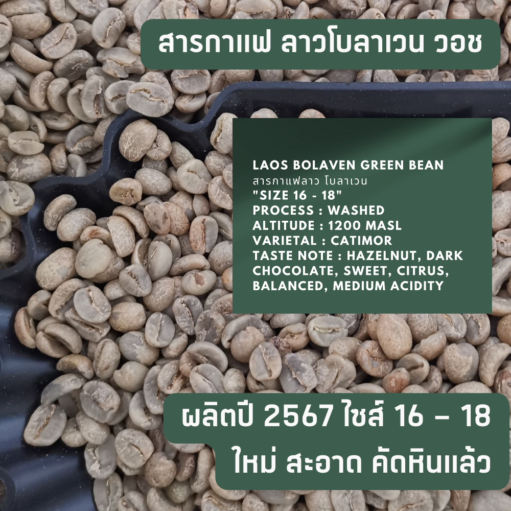 สารกาแฟ ลาว โบลาเวน เกรดเอ Laos Bolaven Greenbean Washed Process  size16 - 18 500g. 800g. 1kg.