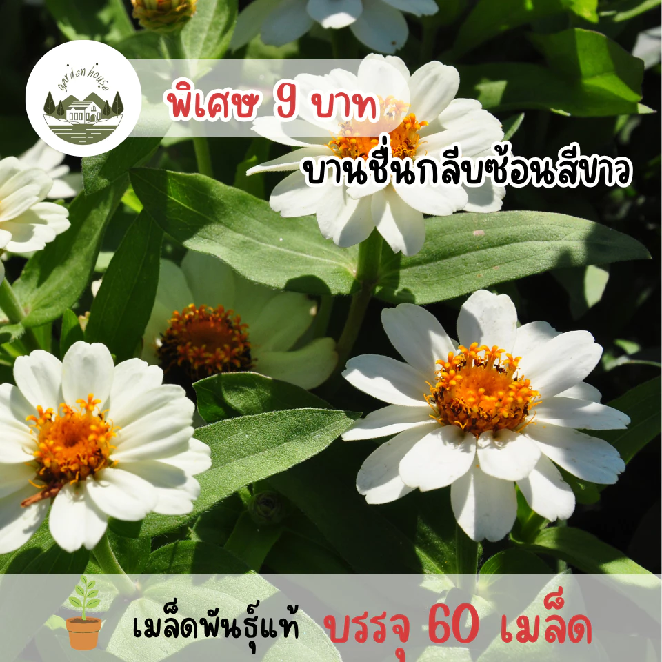 เมล็ดพันธุ์ดอกบานชื่นกลีบซ้อนสีขาว 60 เมล็ด