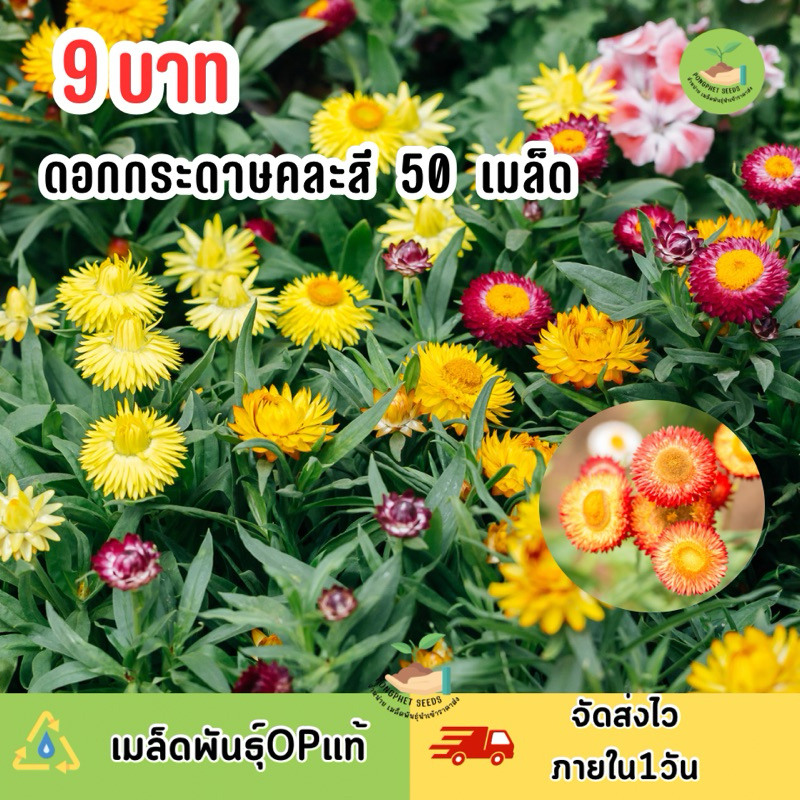 พิเศษ เมล็ด ‼️ ดอกกระดาษ บรรจุ 50เมล็ด คละสีสวยๆ