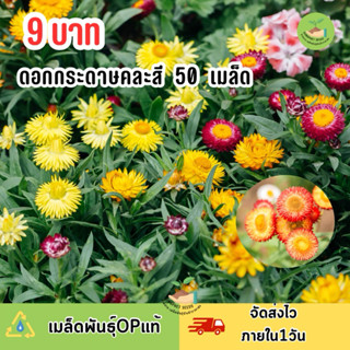 พิเศษ เมล็ด ‼️ ดอกกระดาษ บรรจุ 50เมล็ด คละสีสวยๆ