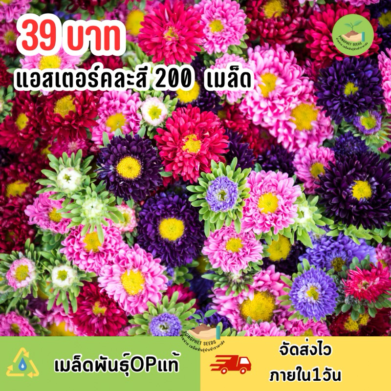 ดอกแอสเตอร์คละสี200เมล็ดพันธุ์ ถูกคุ้มสุดๆ มีของแถมทุกออเด้อ
