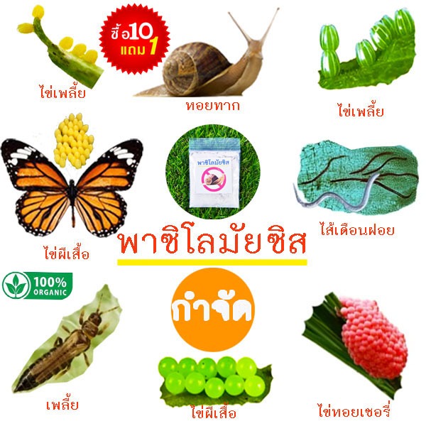 พาซิโลมัยซิส📌10แถม1!!🎯ถูกที่สุด10 บ.🎯ชีวภัณฑ์กำจัดหอยทาก🌱ออร์แกนิคส์🎈กำจัดไส้เดือนฝอย🌱กำจัดหอยเชอรี่