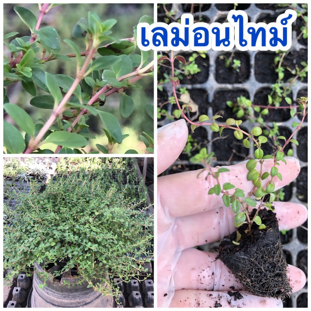 ต้นกล้าเลม่อนไทม์ เพาะชำแล้ว พร้อมปลูก