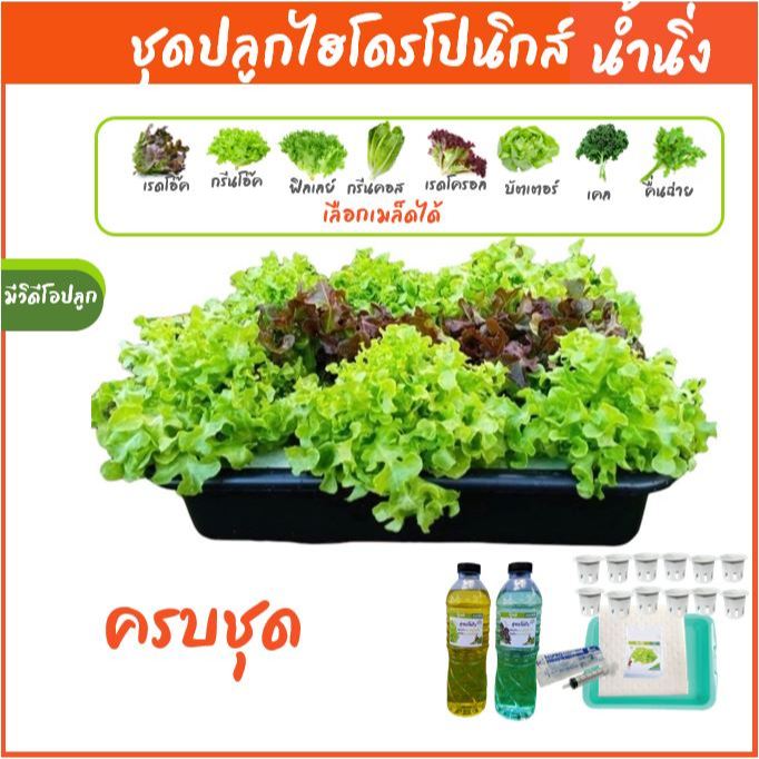 [เลือกเมล็ดได้]ชุดทดลองปลูกผักไฮโดรโปนิกส์ ปลูกผักไร้ดิน กระบะปลูกผักไฮโดรโปนิกส์