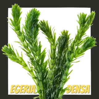 สาหร่าย เดนซ่า ใบน้ำ ไม้น้ำช่วยบำบัดน้ำเสีย เลี้ยงง่าย ไม่ต้องการ co2- EGERIA DENSA ต้นไม้น้ำ