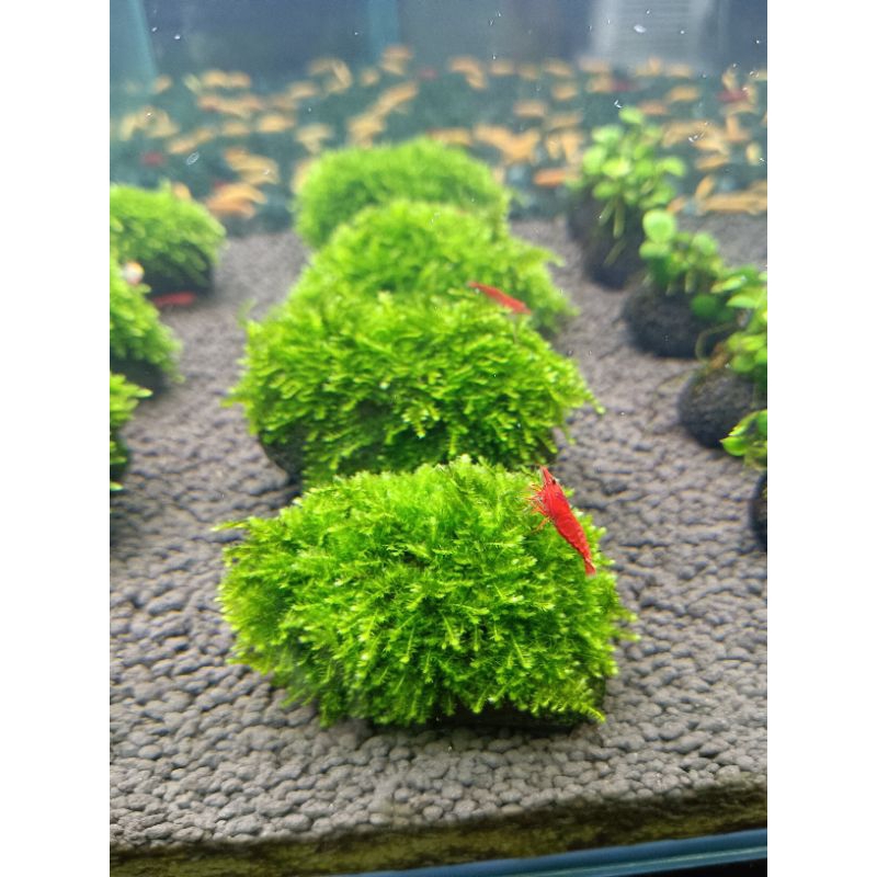 ต้นไม้น้ำ มอสพันหินพร้อมลงตู้ ต้นละ 185 บาท