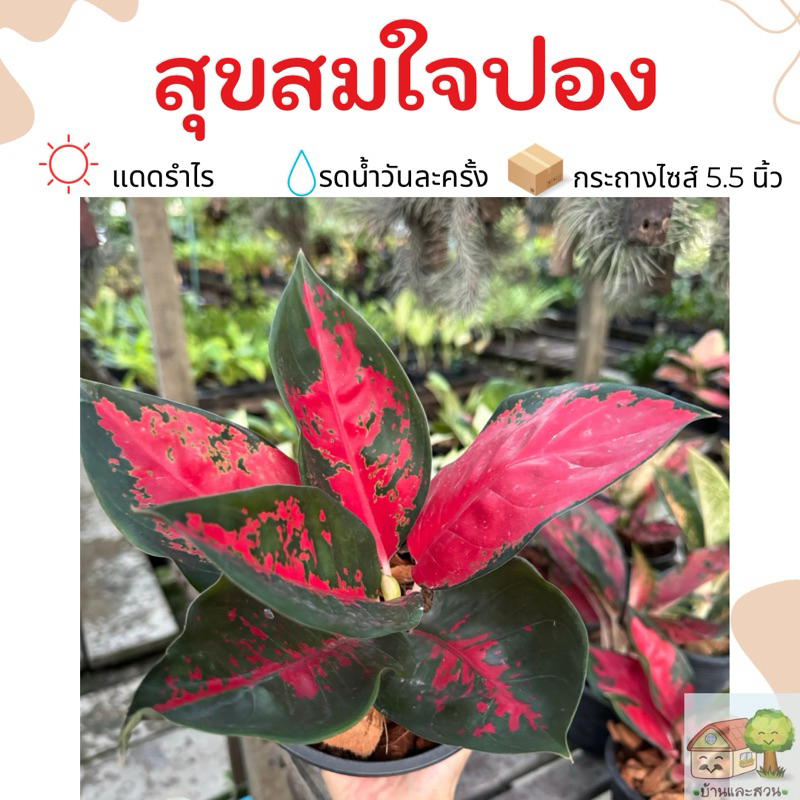 สุขสมใจปอง อโกลนีมา ในกระถางขนาด 5.5 นิ้ว จัดส่งพร้อมกระถาง