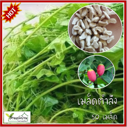 50 เมล็ด ตำลึง เมล็ดตำลึง