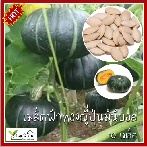 10 เมล็ด ฟักทองญี่ปุ่น เมล็ดฟักทองญี่ปุ่น ฟักทองญี่ปุ่นมินิ เมล็ดฟักทอง ฟักทอง สควอช มินิ บอล 141