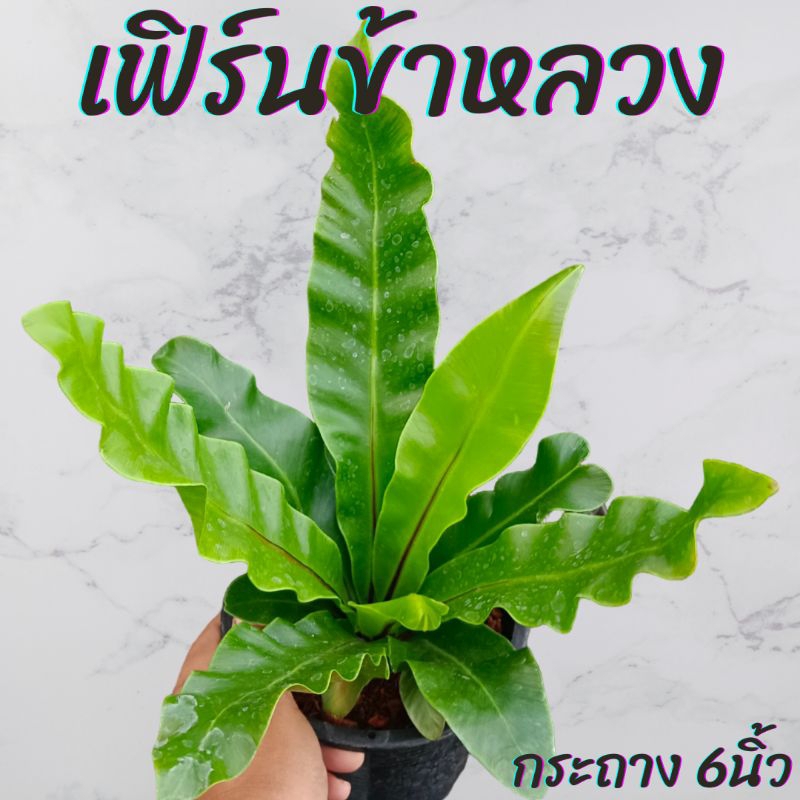 ต้นเฟิร์นข้าหลวง กระถาง 6นิ้ว