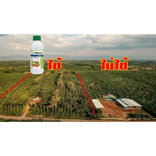 อีสไบออน1ลิตร 1000ซีซีกรดอะมิโนเพิ่มผลผลิตทุเรียน มะม่วง ข้าว ช่วยบำรุงพืชได้ทุกชนิด ให้ข้าวแตกกอดี ช่วยให้ข้าวไม่เครียด
