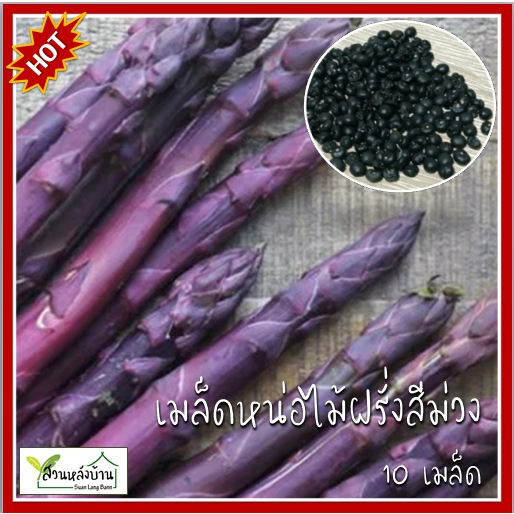10 เมล็ด หน่อไม้ฝรั่งสีม่วง เมล็ดหน่อไม้ฝรั่ง เมล็ดหน่อไม้ฝรั่ง หน่อไม้ฝรั่ง