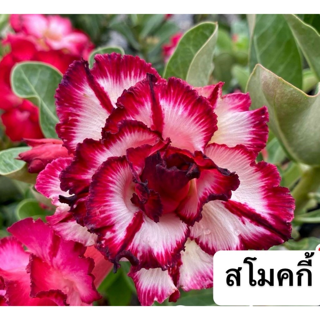 ชวนชมดอกซ้อน "สโมกกี้" ขนาดกระถาง 6 นิ้ว (แบบถอนจัดส่ง)