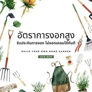 10แถม1 เมล็ดพันธุ์ผัก เมล็ดผักสวนครัว ปลูกง่ายโตไว เมล็ดผักใหม่ รับประกันการงอก Farmjn