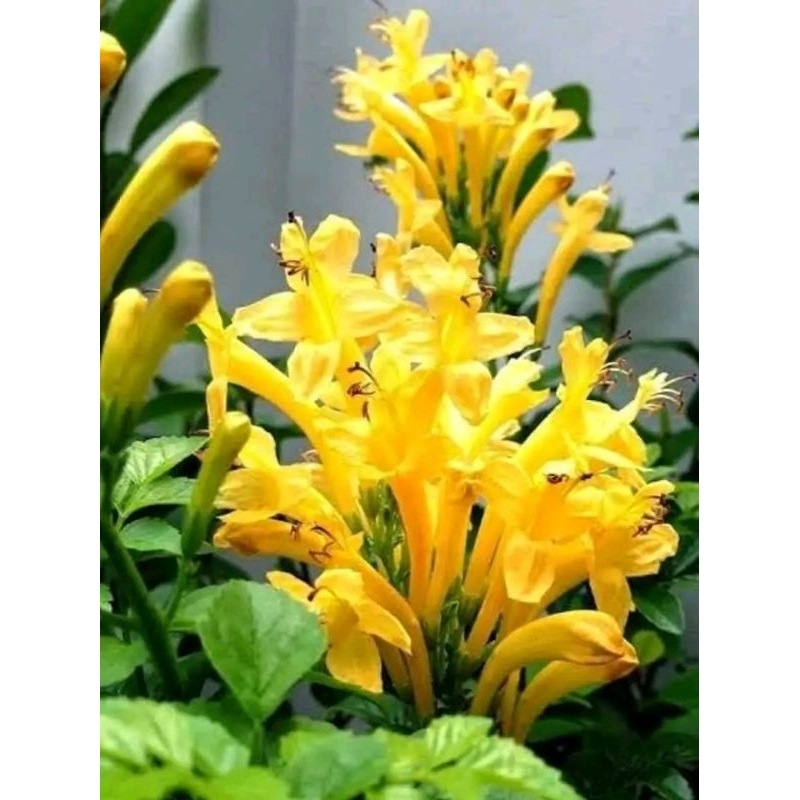 ดอกพวงแสดสีเหลืองหายาก1ถุงดำไม้ประดับ