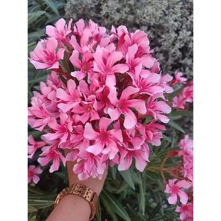 ดอกยี่โถสีชมพู1ต้นถุงดำต้นเล็กไม้มงคลไม้ประดับ