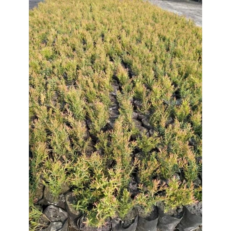 สนหอมไล่ยุง1ต้นถุงดำไม้ประดับไล่ยุงได้