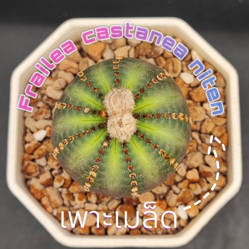 เเคคตัสไม้เพาะเมล็ด frailea castanea v. nitens ไซส์น่ารัก ส่งทั้งกระถาง