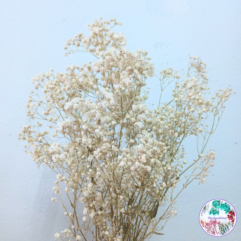 ดอกไม้แห้ง ยิปโซแห้งธรรมชาติสวยๆพร้อมส่ง