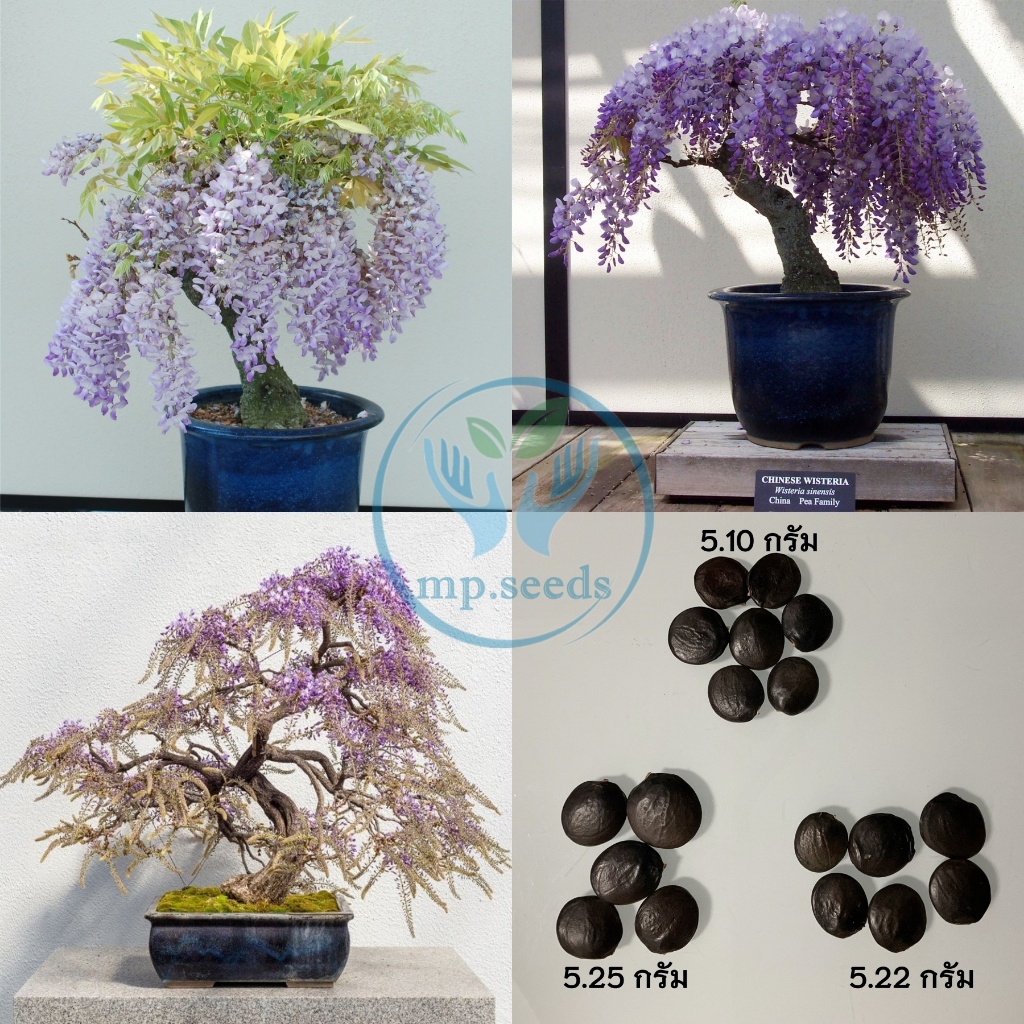 เมล็ดพันธุ์วิสทีเรีย 5 กรัม ( 5 - 9 เมล็ด)  เมล็ดใหม่ พ.ย. 2025  Wisteria sinensis (Sims)Sweet
