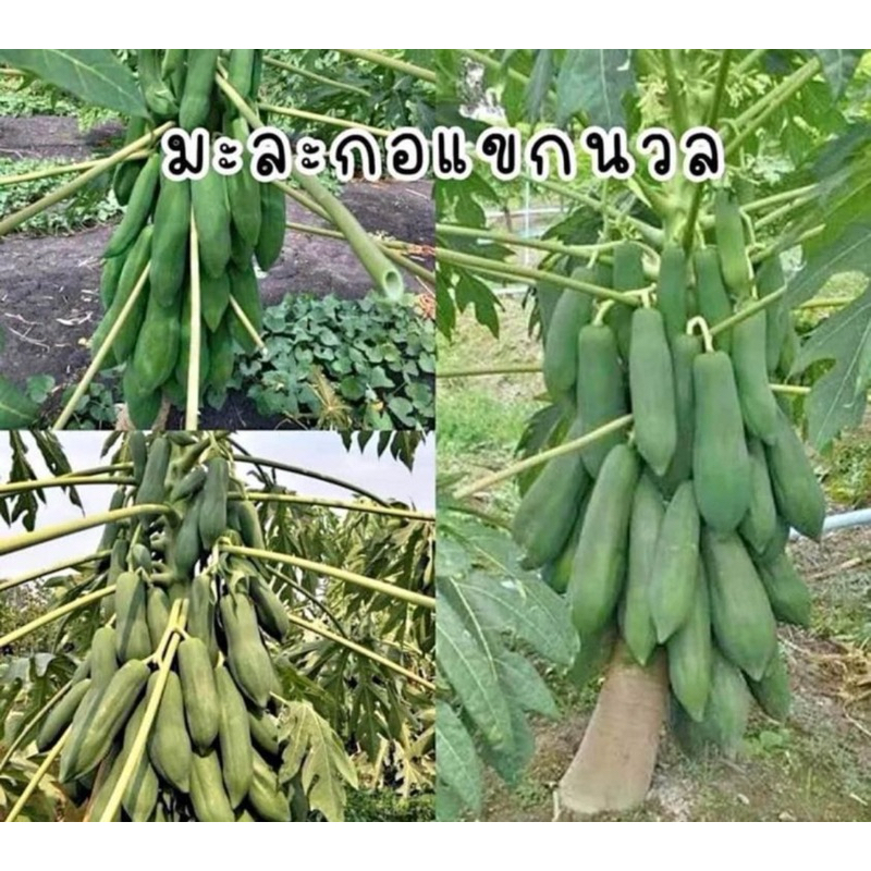 #เมล็ดพันธุ์มะละกอแขกนวลดำเนิน ติดผลดกต้นเตี้ย ซื้อ2ฟรี1