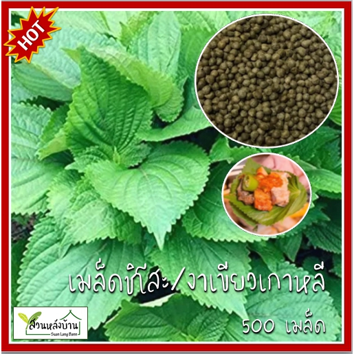 500 เมล็ด ชิโสะ โอบะ งาเขียวเกาหลี งาเขียว ใบชิโสะ ใบโอบะ เมล็ดชิโสะ เมล็ดโอบะ เมล็ดงาเขียวเกาหลี