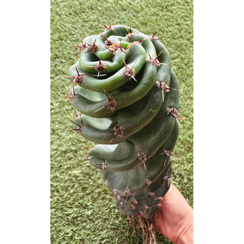 พร้อมส่ง🌵แคคตัสเกลียวสว่านต้นใหญ่ เกลียวถี่สวยมาก‼️ความสูง 30 ซม.Cereus forbesii Spiralis