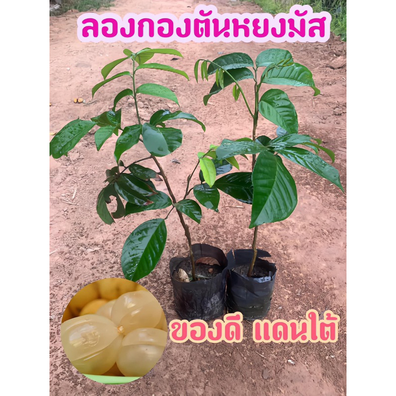#ต้นลองกองตันหยงมัส (เสียบยอด) สูงราว 60เซน ให้ผลไวภายใน 1-2ปี