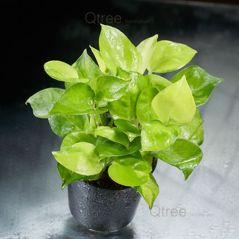พลูงาช้างด่างทอง Neon Joy Pothos ออกรากแข็งแรงส่งทั้งกระถาง 3 นิ้ว