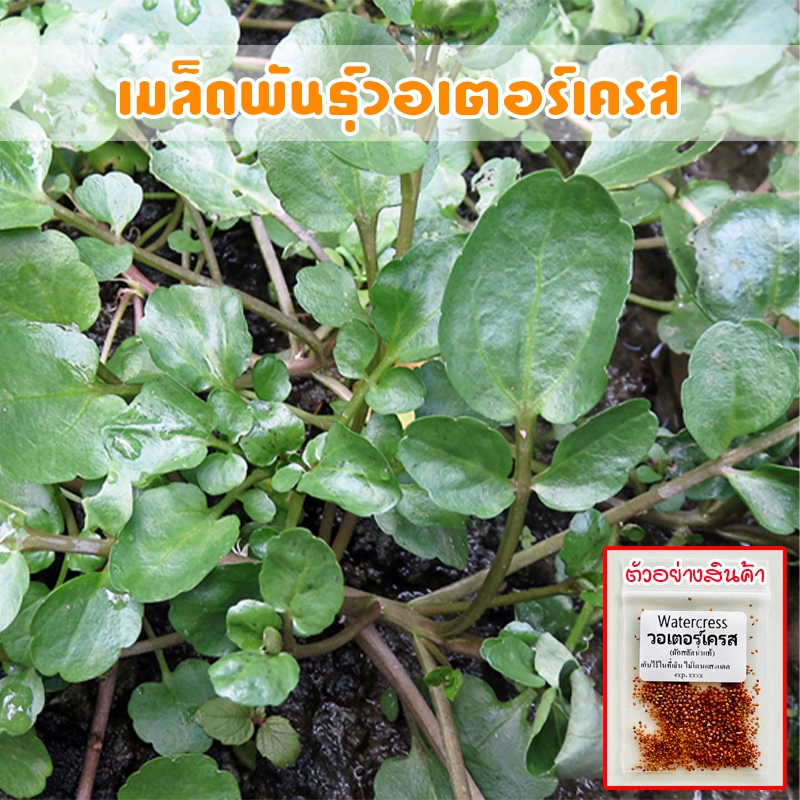 วอเตอร์​เครส​แท้​ สลัดน้ำ เมล็ดพัน​ธุ์​ watercress บรรจุ​ 90-200​ เมล็ด​ ปลูกง่ายโตเร็ว (ซื้อ 10 แถม 1 คละได้)